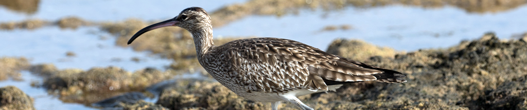 Whimbrel